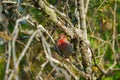 Male House finch resting on branch